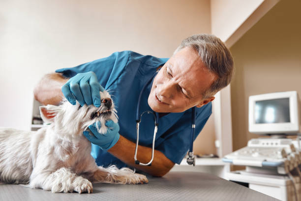 Best Emergency Gum Treatment in Perry, UT